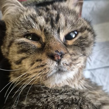 Chat accidenté Moogly
