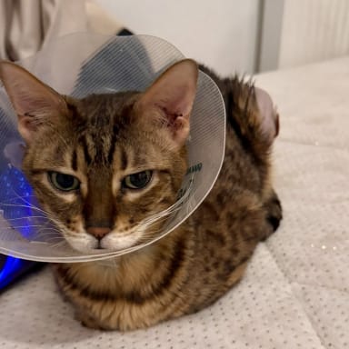 Nous devons sauver les pattes de Scar (Luxation de Rotule + Ligaments croisées)