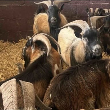URGENT SAUVONS NOS ANIMAUX !