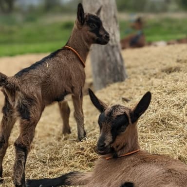 Projet solidaire - la ferme des hauts de Russargues Terre de partage 🐐