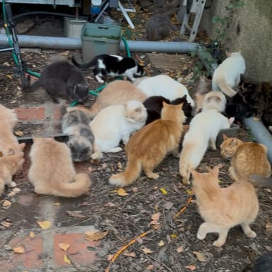 Sauvetage chats sauvagnon