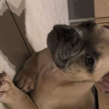 Sauver Chico