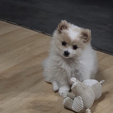 Opération pour sauver mon chiot Yuki
