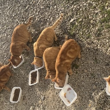 Une famille de 7 chatons et 2 adultes