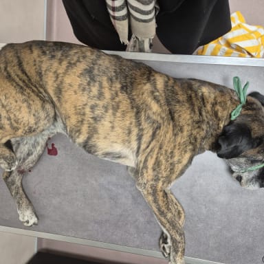 Sauver le chien percuté sur la 4 voies de Campo Dell'Oro