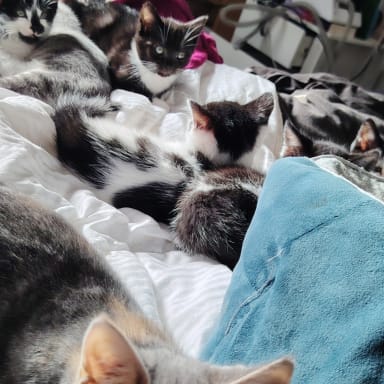 Ma Sclérose en plaque, m'handicape. Aidez-moi à continuer de sauver des chats.