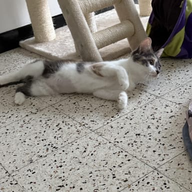 Tortilla