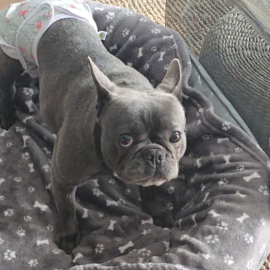 OHANA 4 ans Hernie Discale