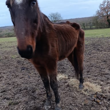 Sauvetage de 12 chevaux