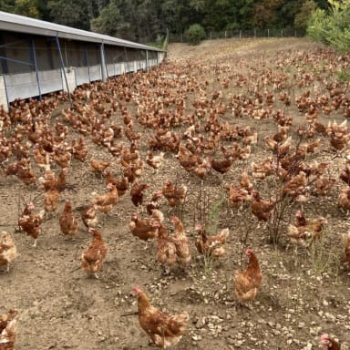 élevage de poules pondeuses plein air .