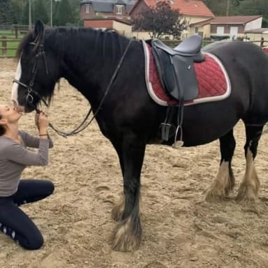 🐴 Aidez Fabienne à soigner Sparkie, sa jument 💔