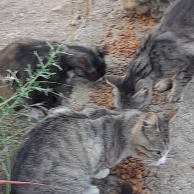 Animaux des rues