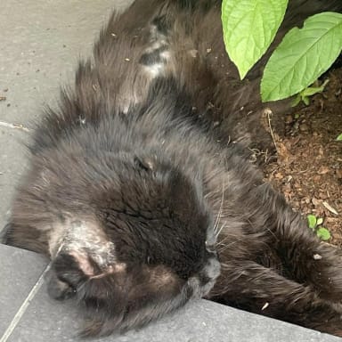 Parce qu'être un chat des rues n'est pas  un choix, offrons leurs un foyer !