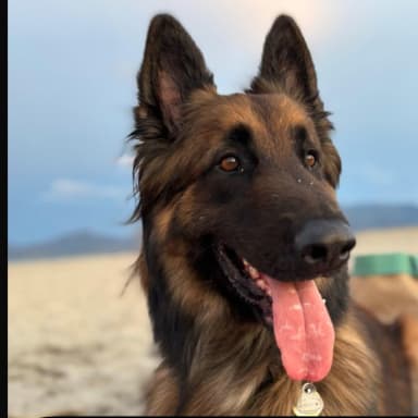 Justice pour Rolex! Aidez- nous à retrouver l’agresseur !