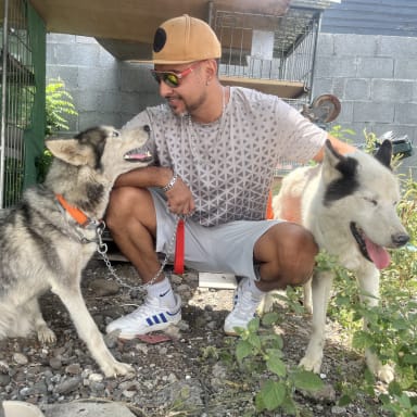 Offrons une nouvelle vie à Neo & Trinity, deux huskys abandonnés en forêt