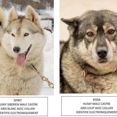 Appel à société pour retrouver Koda & Spirit