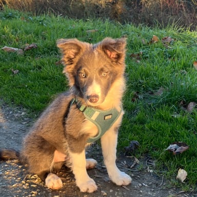 Sauver Koda