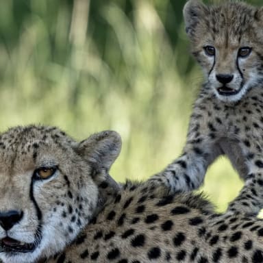 Luttons contre le braconnage avec LEO Africa