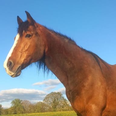 Idalgo ancien  cheval de club, Orphelin de Liliane