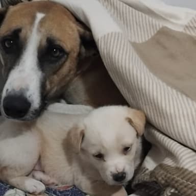 SAUVETAGE DE JOY ET BEBE LUCKY CHIENS ERRANTS DE TUNISIE