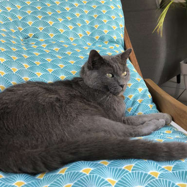 Opération pour guérir mon chat Eliot de sa tumeur
