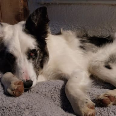 URGENCE – SAUVONS UNE PETITE BORDER COLLIE DE 8 MOIS - OCCITANIE