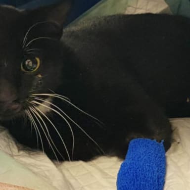 Chatte orpheline qui a été laisser pour morte en souffrance