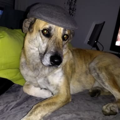 ALERTE URGENCE VITALE : Aidez Kobe, le survivant au grand sourire 🐾