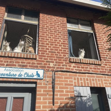 Sauvons l'association Mésaventure de chats