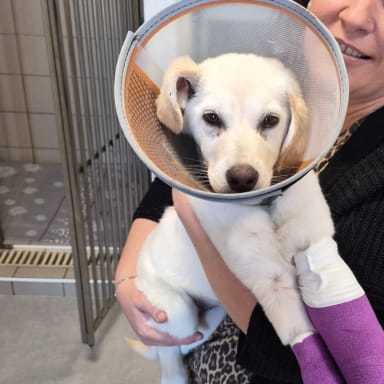 Bébé Bounty attaqué par un chien
