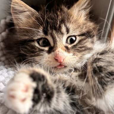 Aide au petites pattes de Bourgoin