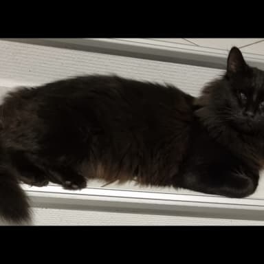 Sauver notre petit Simba