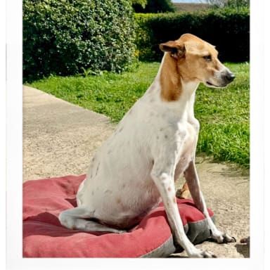 🆘 Besoin d'aide pour Penny 🆘