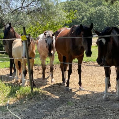 Aider moi a retrouver un accès a mes terres et préserver les chevaux