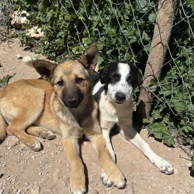 🐾 Les chiens du Maroc ont besoin de nous 🐾