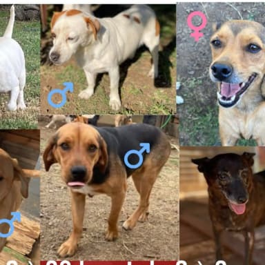 Aide a l association chateki  04 pour sauver les chiens de la Réunion maltraités