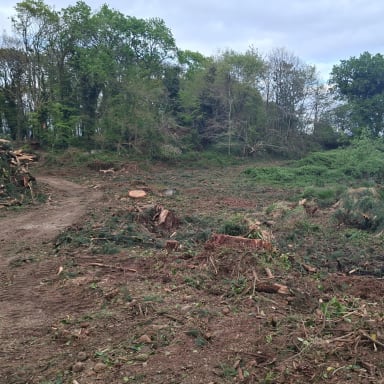 Une forêt à restaurer : 65 arbres à planter