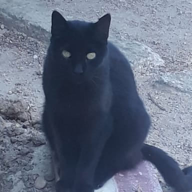 sauvetages et prise en charge chats sans familles