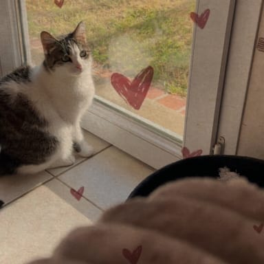 Un coup de patte pour Les Chats’ssociés