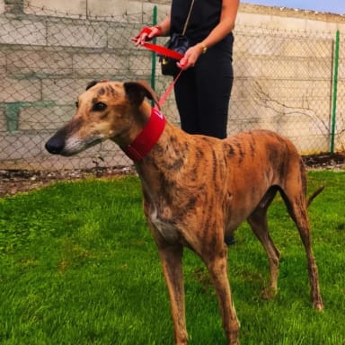 Solidarité pour Dino 💔