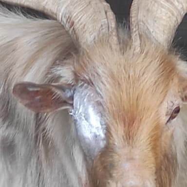 “Un avenir sans douleur pour ce bouc”