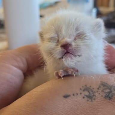 matériel survis chatons orphelins