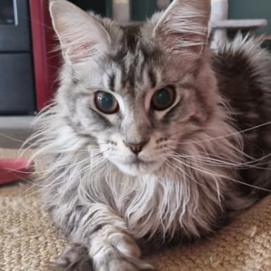 Aujourd'hui je fais appel à vous pour sauver ma mainecoon atteinte de la PIF