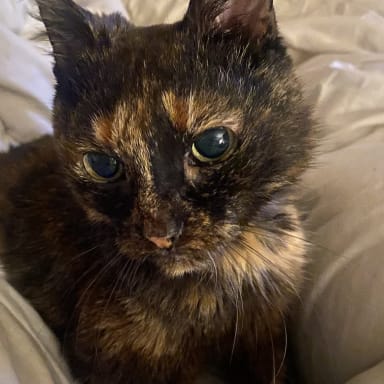 Frais vétérinaire pour mon chat Anya