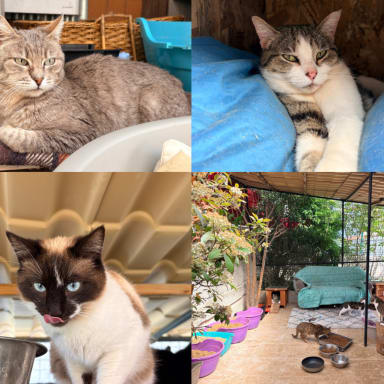 SOS sauvetage refuge chat
