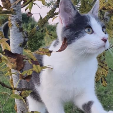 Sauvez une ferme bio et ses animaux !