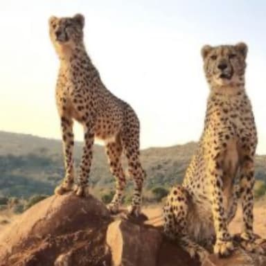 Stage professionnel en Afrique du Sud 🐆