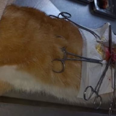 MAROC « GROUPE DES 5 » : LA STÉRILISATION DES CHATS DES RUES