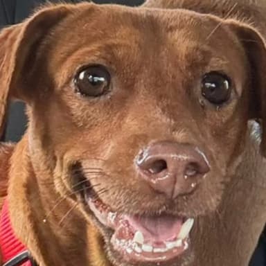 Sauvetage d'un chien