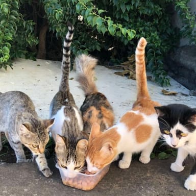 Pour nos 5 chatons de la Ravine Blanche 💕🐱💕